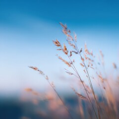 Naklejka premium Slender grass stalks blue sky warm highlights soft bokeh delicate seed heads calm natural scene