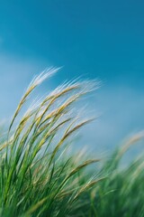 Naklejka premium Closeup wheatgrass stems bending under wind against cyan sky with soft sunlight and lush green meadow