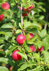 Obraz premium On the branch ripen fruits of cherry plums (Prunus cerasifera).