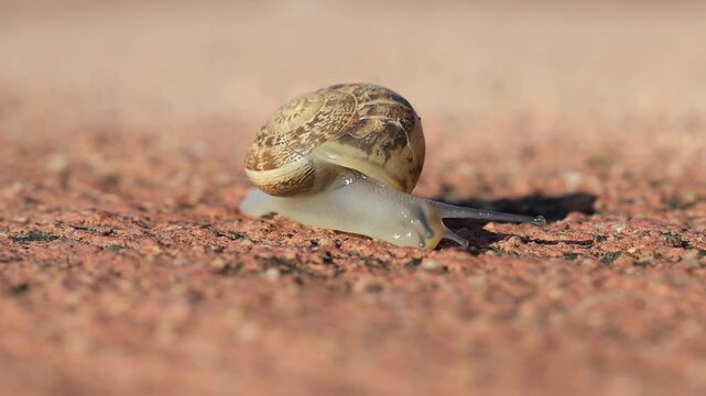 snails are taking a stroll in nature