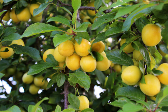 On the branch ripen fruits of cherry plums (Prunus cerasifera).