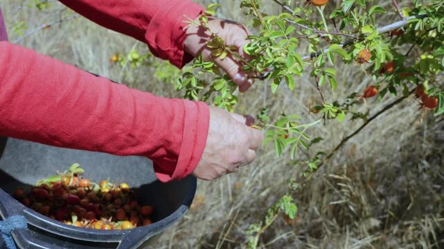 Maule Region, Chile - March 16, 2026: A person collecting rosehip fruits with their hands.