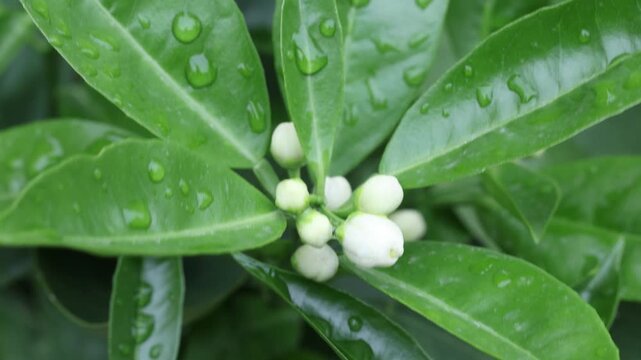 Orange blossom on an orange tree branch