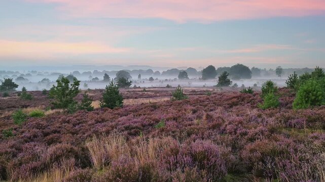 Blossoming heath field in morning fog at sunrise in Europe