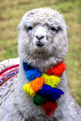 Fototapeta premium White Alpaca Wearing Colorful Tasseled Scarf