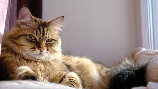 Portrait of well-fed tabby kitten, lounging. Soft morning light, enjoying sun beam. Cashmere Bengal cat lounging comfortably at the window on a sunny day. Semi-long-haired cat. Resting
