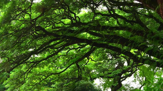 Lush Green Tree Canopy with Sprawling Branches