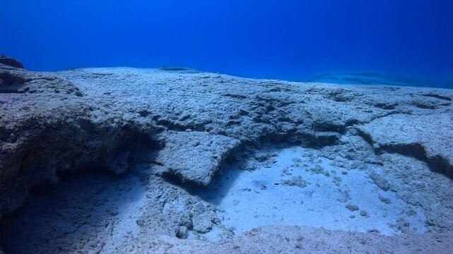 Vivid blue sea, nice underwater landscape with the swimming fish. Marine life and rocks, blue seascape. Scuba diving trip, wildlife in the sea. School of fish in the ocean.