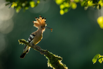 Eurasian hoopoe bird in early morning light ( Upupa epops ) © Piotr Krzeslak