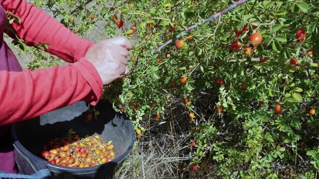 Maule Region, Chile - March 16, 2026: A person collecting rosehip fruits with their hands.