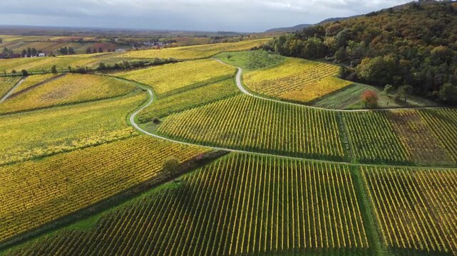 Sonnige Herbststimmung: Weinberge an der Deutschen Weinstra&szlig;e