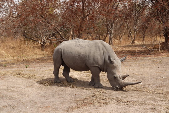 Fathala Wildlife Reserve Karang, Senegal. 23-02-2026. Kevin the Rhino. A white Rhino, and the only Rhino in this park.