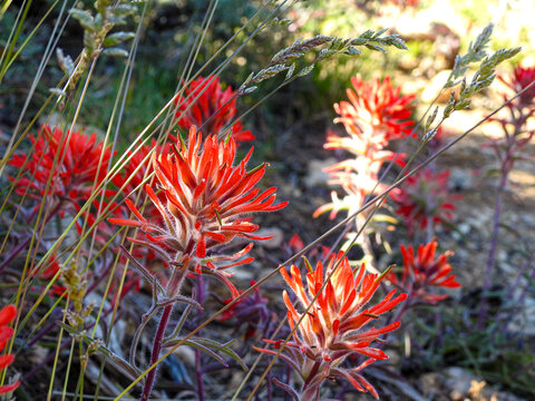 Desert Paintbrush Flowers in the Grand Canyon
