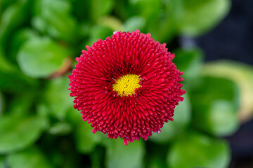 Deep red crimson Bellis perennis English daisy pompom flower close-up with green clover laf background © Piotr