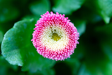 Pink and white English daisy Bellis perennis pompom floer close-up in natural garen background © Piotr