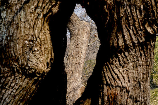 I segni del tempo sulle cortecce di un bosco di castani secolari dell'Appennino Tosco Romagnolo. Natura Italia