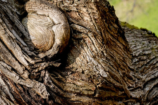 I segni del tempo sulle cortecce di un bosco di castani secolari dell'Appennino Tosco Romagnolo. Natura Italia