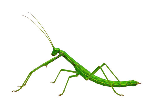 An emerald green phasmid insect in precise full profile, exhibiting microscopic biological detail and sharp legs, isolated against a solid white background. Study of natural geometry