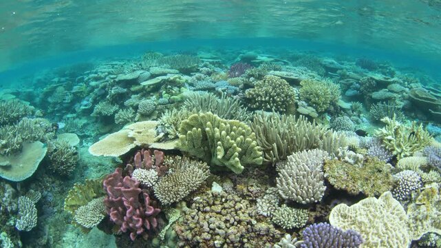 Fragile, reef-building corals dominate on a shallow coral reef in Fiji. This South Pacific island group harbors high marine biodiversity and is a popular destination for divers and snorkelers.