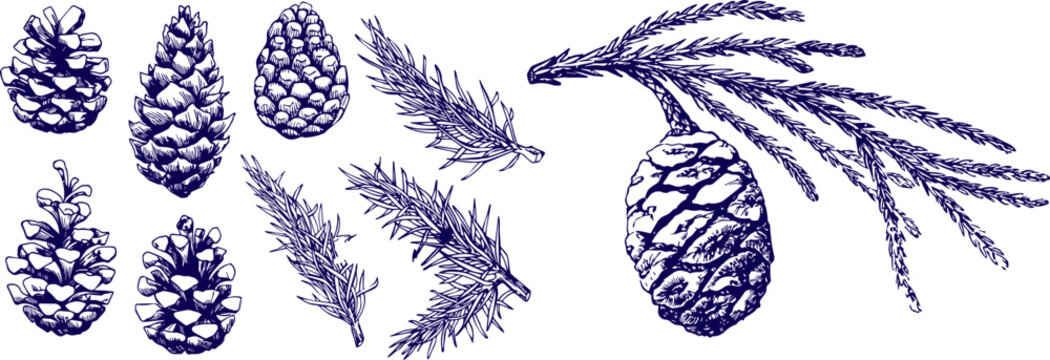 Collection of Pinecones and Conifer Branches Hand Drawn Botanical Ink Sketch Vector Illustration Set