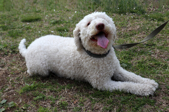 Lagotto Romagnolo bianco, cane da tartufo