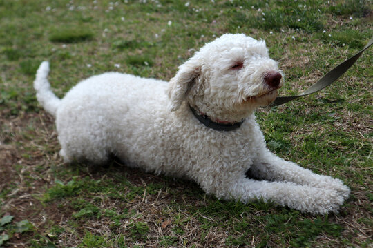 Lagotto Romagnolo bianco, cane da tartufo