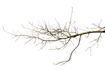 Fototapeta premium Natural oak branch isolated on transparent background. Clean structure with balanced shape and detailed twigs. 