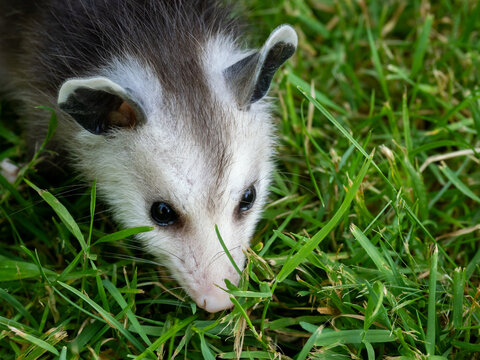 Little cute baby opossum on green grass
