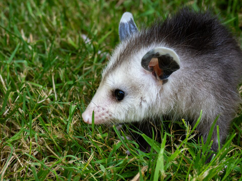Little cute baby opossum on green grass