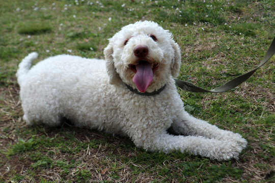 Lagotto Romagnolo bianco, cane da tartufo