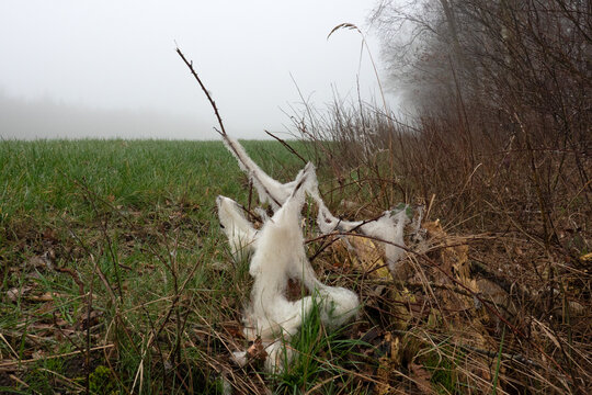 Edge of meadow, tuft of wool hanging in bushes after wolf has killed sheep