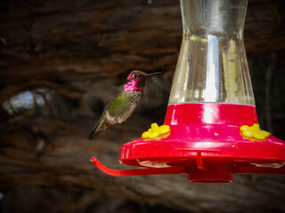 Fototapeta premium Male Anna's Hummingbird Approaching Feeder