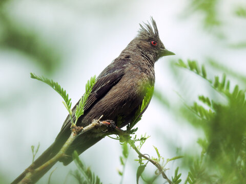 Female Phainopepla