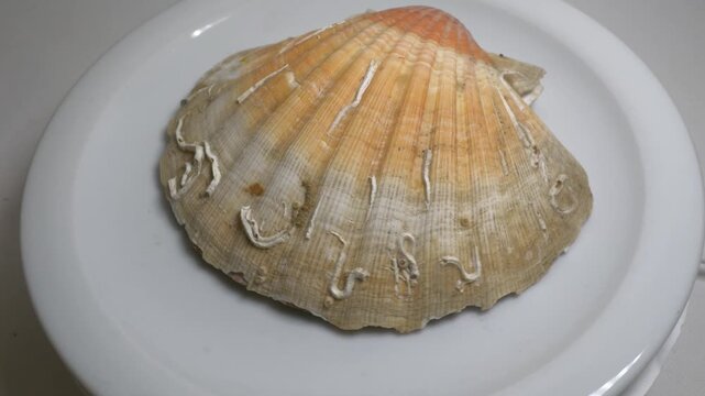 Close-up of a large textured seashell placed on a white ceramic plate, captured on a rotating surface against a neutral grey background.