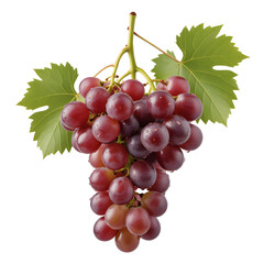 Fototapeta premium Cluster of ripe red and purple grapes with green vine leaf isolated on white, fresh fruit close-up for food, wine and harvest concepts