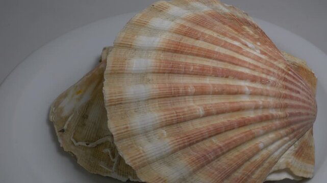 Close-up of a large textured seashell placed on a white ceramic plate, captured on a rotating surface against a neutral grey background.
