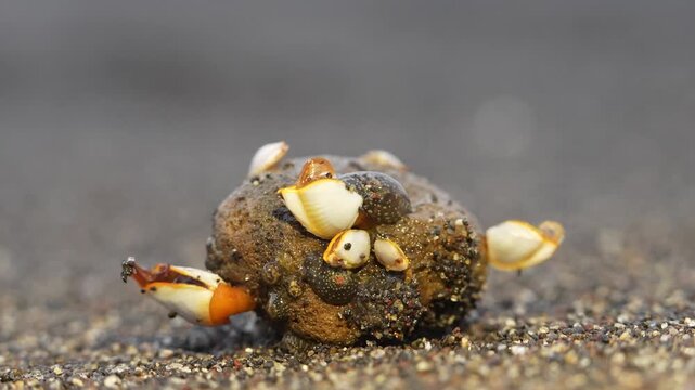 Fresh seafood percebes on the beach in Monterrico Guatemala