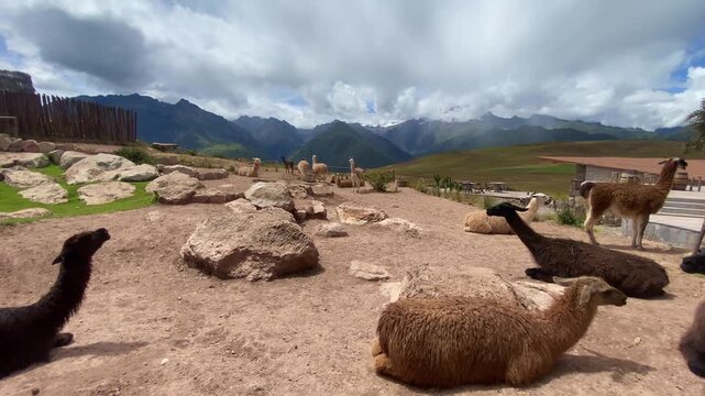 A herd of llamas rests on the road to the Salineras de Maras, Maras, Cusco, Peru