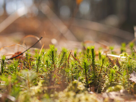 Polytrichum Moss Close-Up with Star-Shaped Tips in Warm Forest Light &mdash; Polytrichum commune, Forest Floor Macro, Boreal Moss, Spring Nature Detail