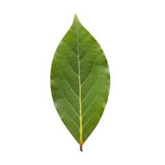 Obraz premium A single green leaf on transparent background