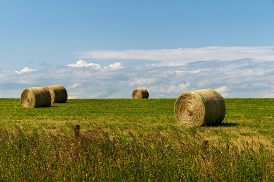 Canada, Alberta, Calgary. Large round hay bales in field near the small town of Cremona, north of Calgary.
