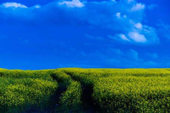 Canada, Alberta, Calgary.  A rudimentary road through a field of canola at dusk.