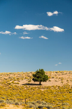 USA, OR, Bend.  A solitary pine tree in arid rangeland , southern Oregon.