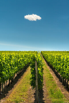 Canada, BC, Oliver.  Well tended grape vine in the Okanagan Valley.