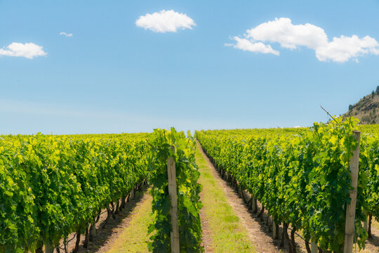 Canada, BC, Oliver.  Well tended grape vine in the Okanagan Valley.