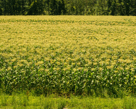 Canada, BC, Chilliwack.  Blooming cornfield in July, in the Fraser Valley.  