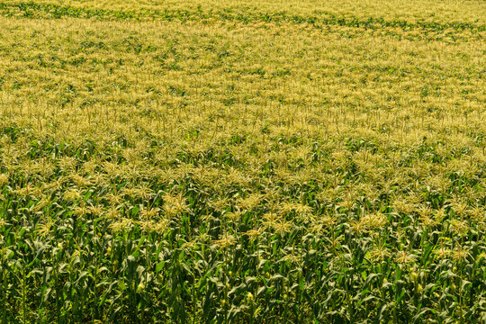Canada, BC, Chilliwack.  Blooming cornfield in July, in the Fraser Valley.  