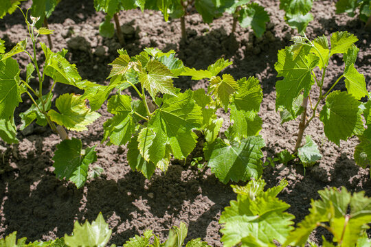 wine grapes seedlings