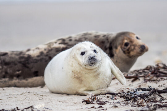 A young Grey Seal (Halichoerus grypus) pup waiting for its' mother to return from sea