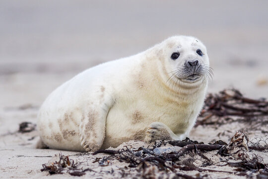 A young Grey Seal (Halichoerus grypus) pup waiting for its' mother to return from sea